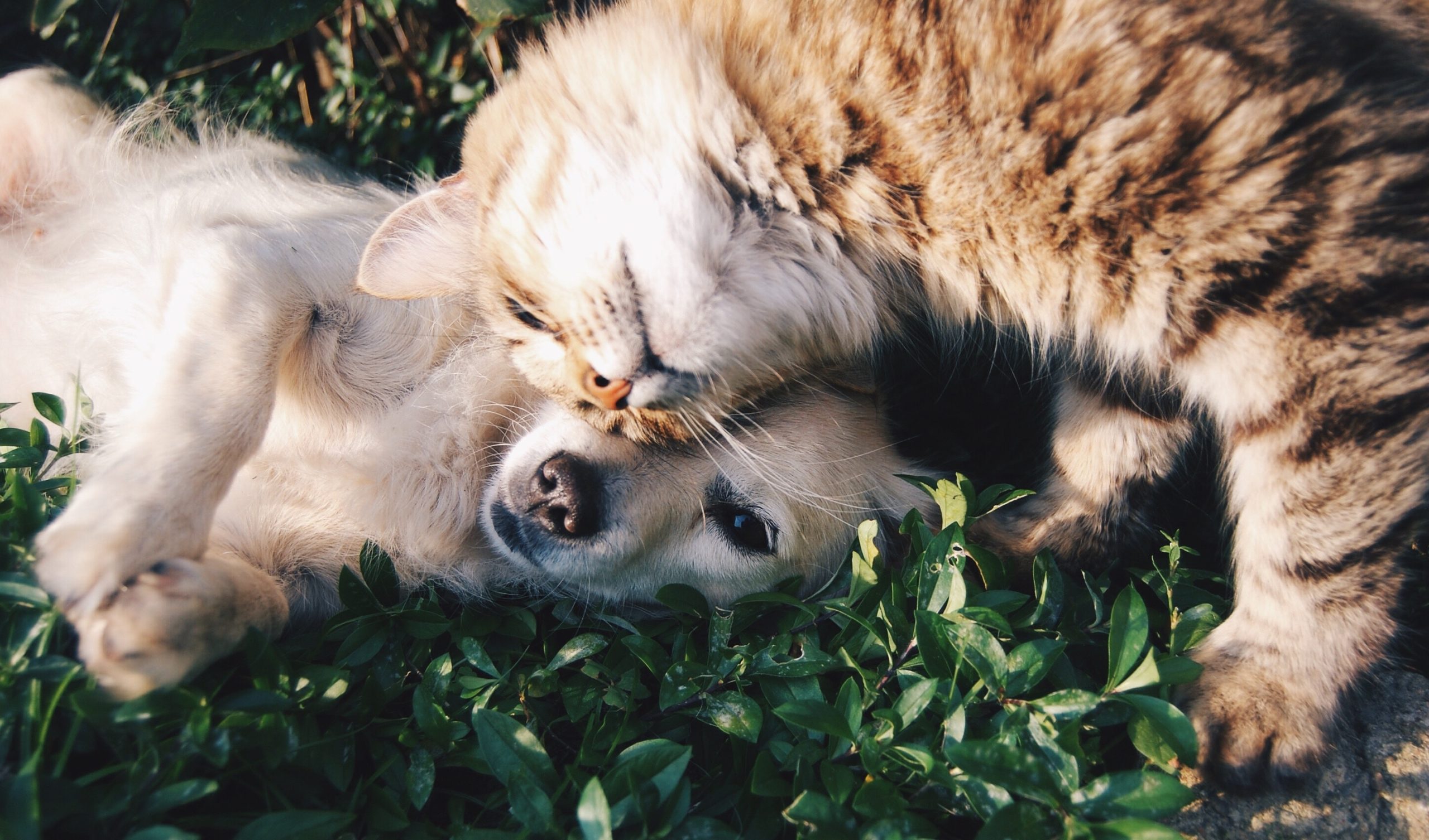 O que você precisa saber antes de contratar um Plano de Saúde para o seu pet?