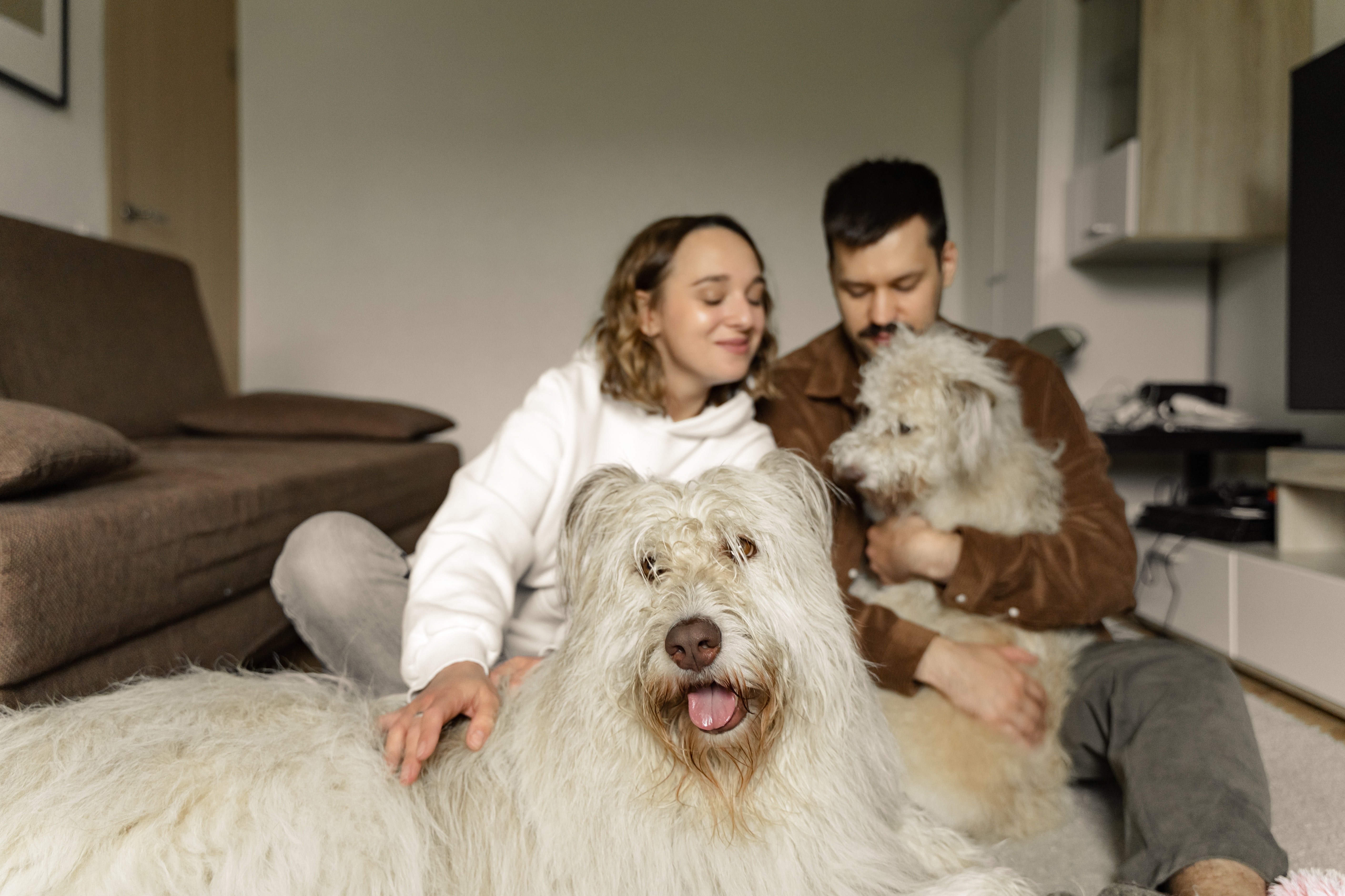 O que você precisa saber sobre Plano de Saúde Pet?