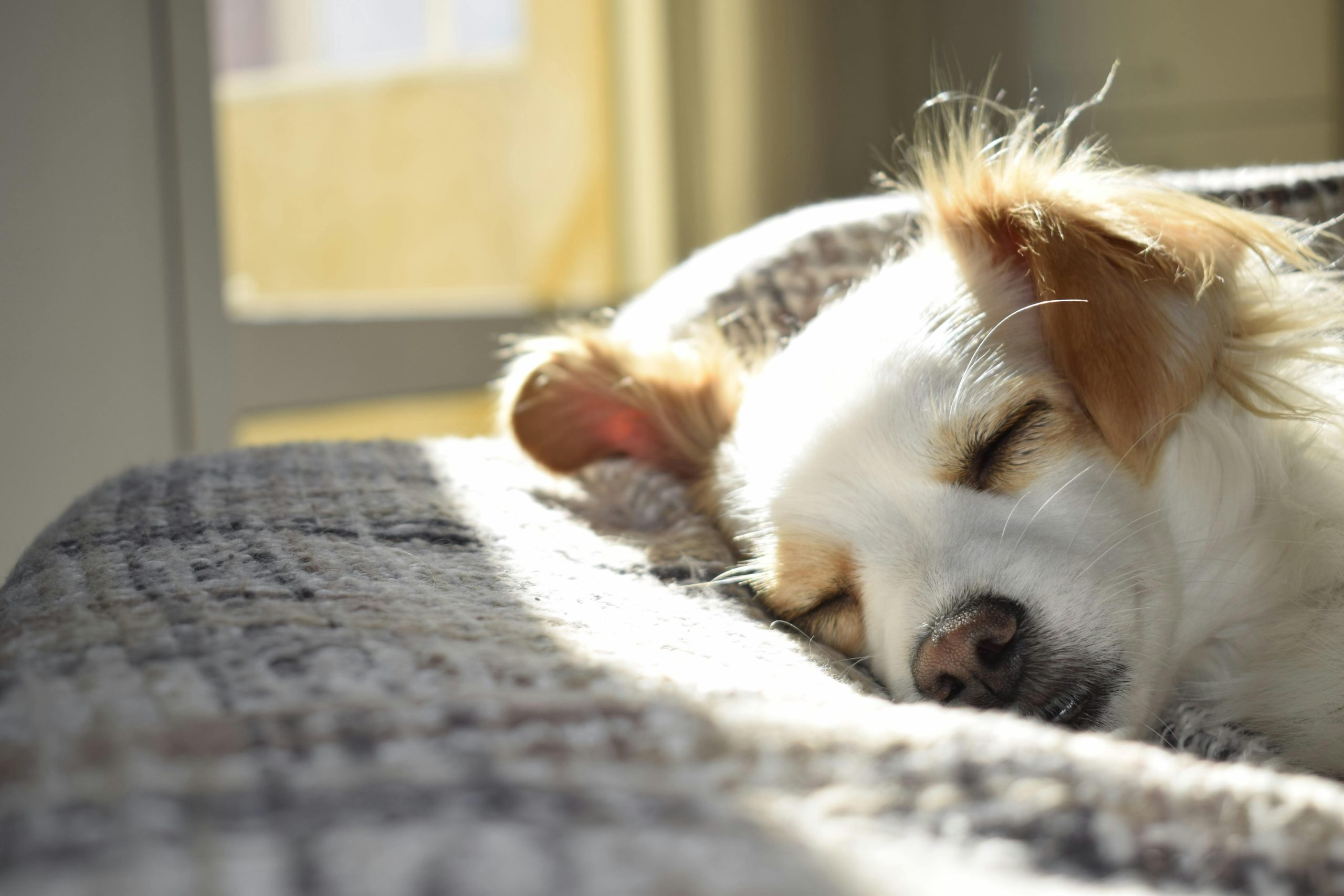 Plano de saúde pet: entenda as coberturas que oferece